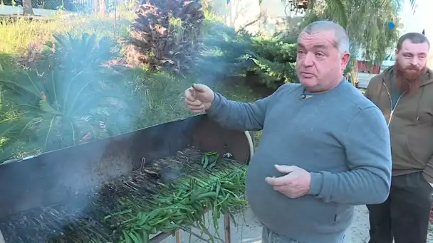 La tradition des calçots catalans à l'assaut des Pyrénées-Orientales grâce à une production locale