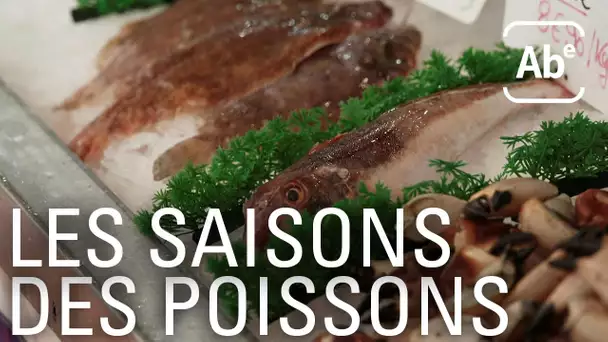 A Bon Entendeur | Le poisson, une ressource à préserver