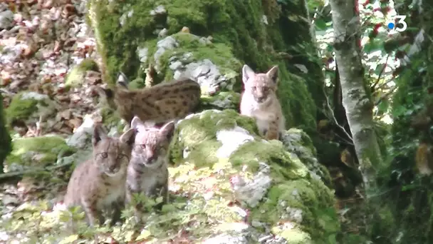 "Ils étaient à 2 mètres de moi !" Quatre bébés lynx filmés dans une forêt du Doubs