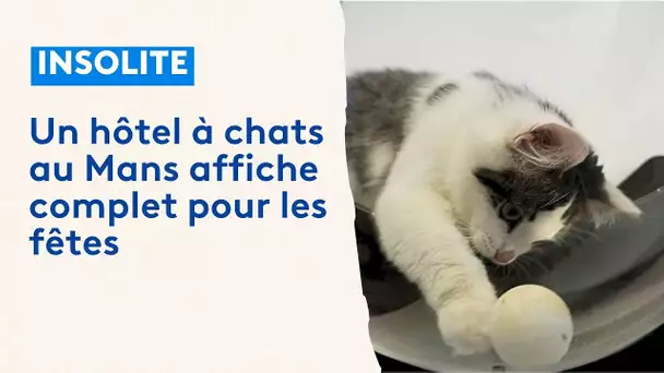 Un hôtel à chat au Mans