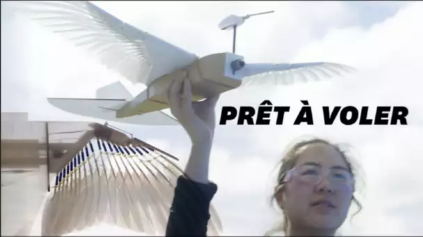 Ce pigeon robot pourrait enfin nous apprendre à voler comme les oiseau