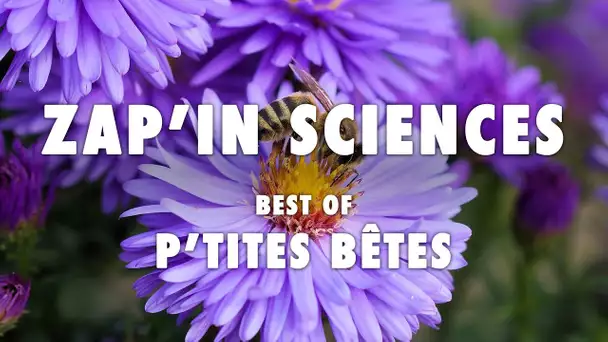Zap'In Sciences best of p'tites bêtes - L'Esprit Sorcier