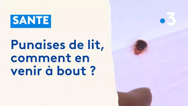 Punaises de lit, comment en venir à bout ?