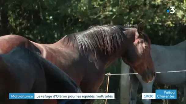 Le Château d'Oléron : inquiétude au centre équestre suite aux actes de cruauté sur les chevaux