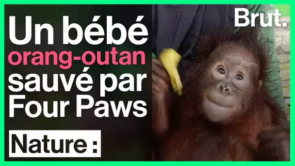 Un bébé orang-outan orphelin sauvé par Four Paws