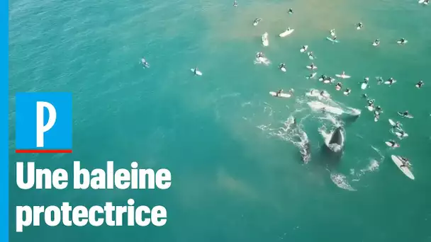Pour protéger son bébé cette baleine gifle des surfeurs avec sa queue