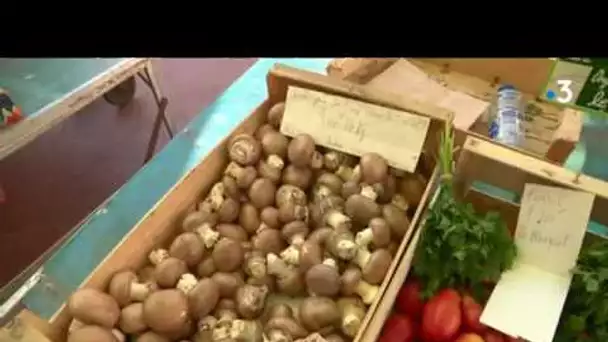La saison des champignons a débuté, elle s&#039;annonce exceptionnelle