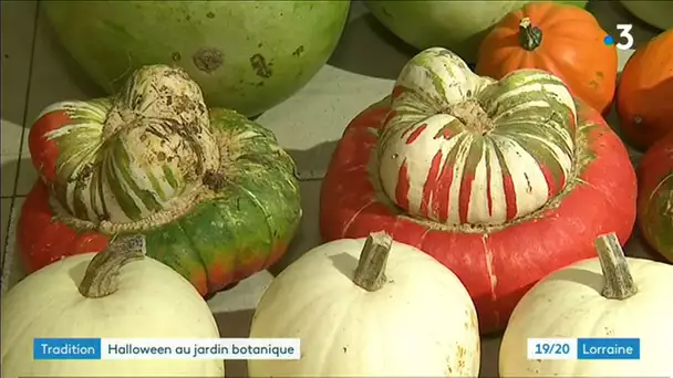 Les plantes d'Halloween au jardin botanique de Nancy