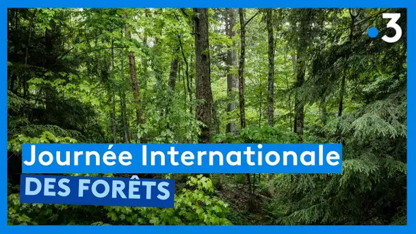 Journée Internationale des Forêts : sensibilisation en forêt de Monts