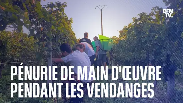 Dans le Bordelais, les vignerons s'organisent face à la pénurie de main d'œuvre pour les vendanges