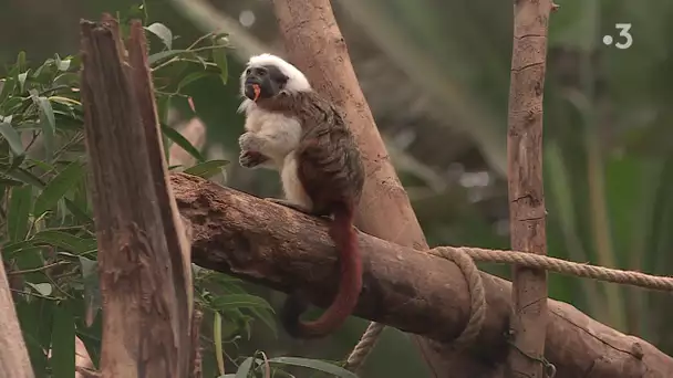 Coronavirus : un manque à gagner pour les zoo