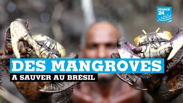 Au Brésil, le changement climatique met en danger les mangroves