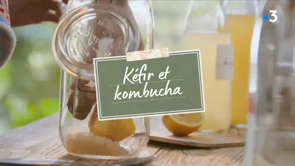 Comment faire du kéfir et du kombucha ?