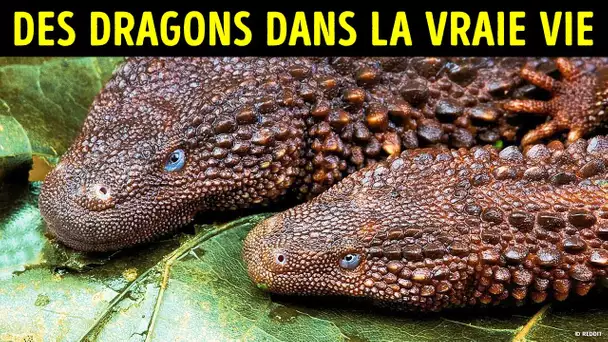 Que se Passerait-il si tu Trouvais un Dragon ?