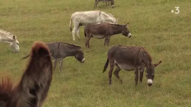 Seine-Maritime : le mystère autour de plusieurs actes de mutilations d'âne et de chevaux