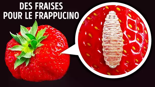 Des Insectes Rouges Dans ton Frappuccino : Mythe ou vérité ?