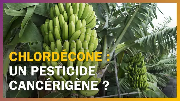 Le chlordécone est-il cancérigène pour l’homme ?