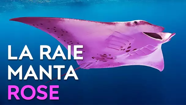 Les Chercheurs Ont Compris Pourquoi Cette Raie Manta Est Rose + 7 Animaux Typiques d'Australie