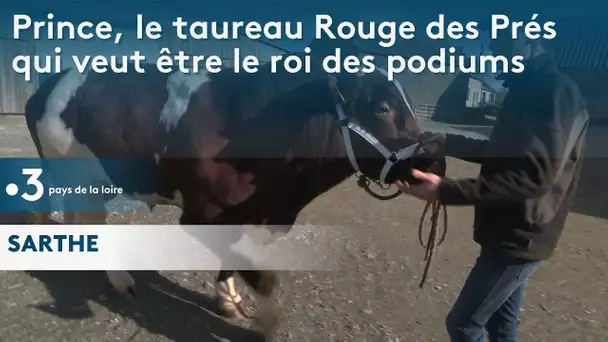 Salon de l'Agriculture : Prince, le taureau Rouge des prés qui voudrait être le roi des podiums