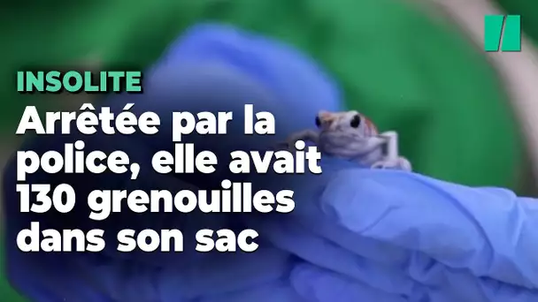 En Colombie, une femme tente de prendre l’avion avec 130 grenouilles venimeuses dans son sac