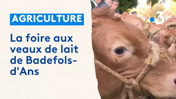 Agriculture : la foire aux veaux de lait de Badefols-d'Ans