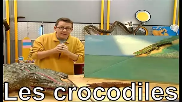 Comment les crocodiles régulent-ils leur température? - C'est pas sorcier