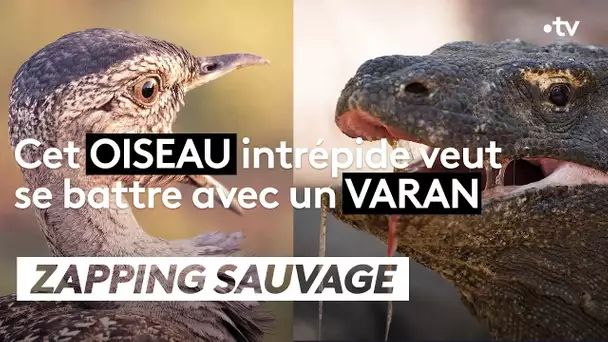 Cet oiseau veut se battre avec un varan - ZAPPING SAUVAGE