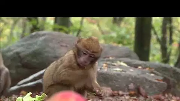 Bas-Rhin : 1€ pour préserver les macaques de Barbarie