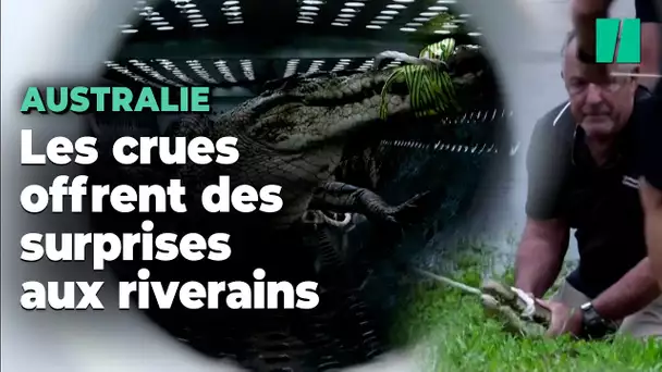 Avec les inondations, les crocodiles se baladent en plein de milieu de ces villes australiennes