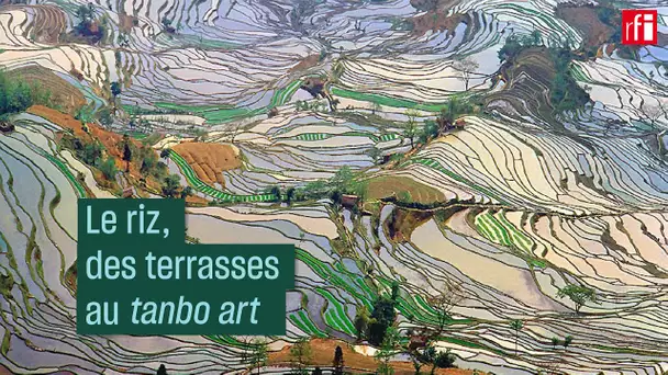 Le riz, des terrasses au "tanbo art" - #CulturePrime