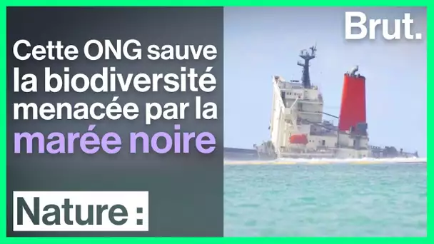 Île Maurice : cette ONG sauve la biodiversité menacée par la marée noire