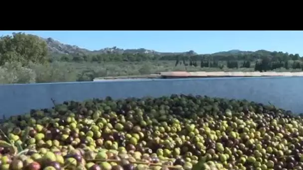 La récolte des olives dans la vallée des Baux de Provence