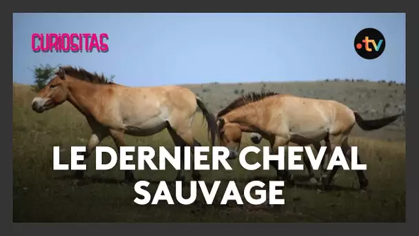 Le cheval de Przewalski, dernier cheval sauvage