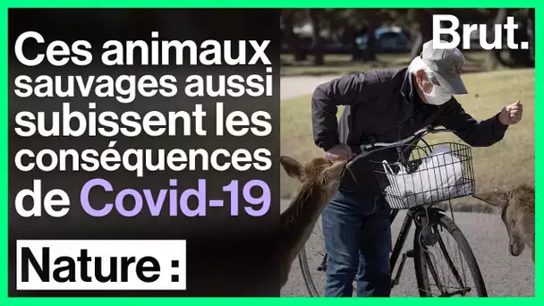 La faune sauvage, victime indirecte du coronavirus