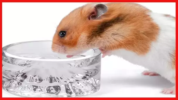 Niteangel Hamster Feeding & Water Bowls- Mount Fuji Series Glass Drinking Bowls for Dwarf Syrian