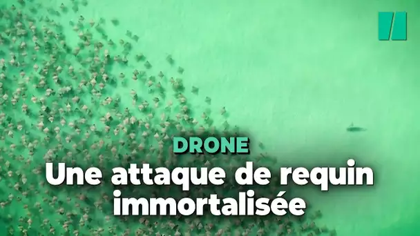 Ce drone a filmé une attaque de requin sur un banc de raies en Floride et c'est impressionnant