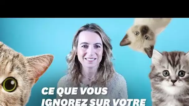 3 idées fausses sur votre chat