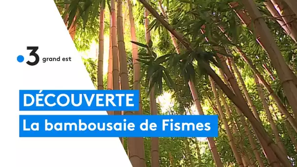 Découverte : la bambousaie de Fismes