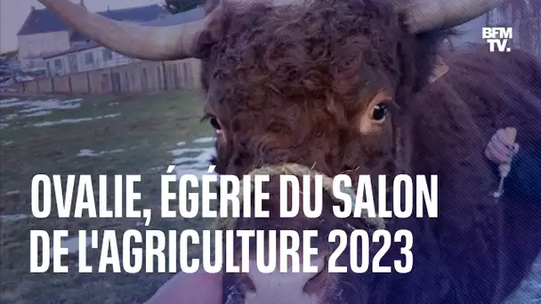 "Une vache qui a bon caractère": voici Ovalie, l’égérie du Salon de l’agriculture 2023