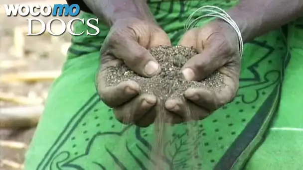 Landwirtschaft am Rande der Sahara (Dokumentarfilm aus 2003)