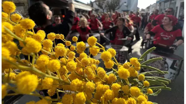 Polémique : fête du mimosa, une annulation incompréhensible à Saint-Trojan-les-Bains