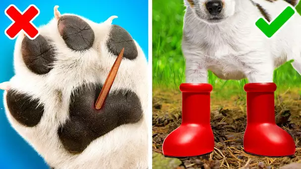 Gadgets cool pour animaux de compagnie et astuces géniales pour vos adorables chiens et chats 🐕🐈😺