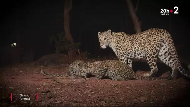 Inde : La dure cohabitation des habitants avec les léopards