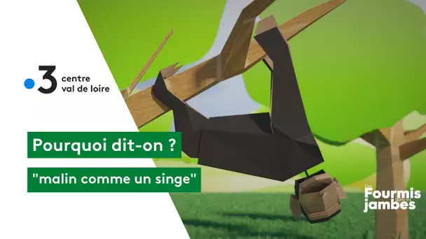 Pourquoi dit-on : malin comme un singe !