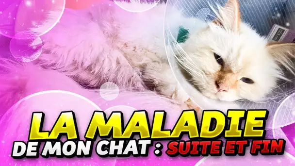 LA GRAVE MALADIE DE MON CHAT : FIN DE L'HISTOIRE !