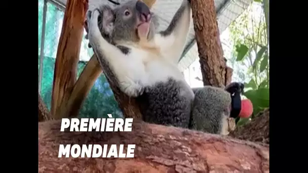 Né avec une patte en moins, ce koala est le premier au monde à recevoir une prothèse