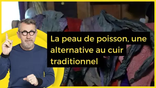 La peau de poisson, une alternative au cuir traditionnel  - C Jamy