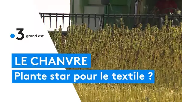 Le chanvre, la plante star montante en Champagne-Ardenne, intéresse l'industrie textile