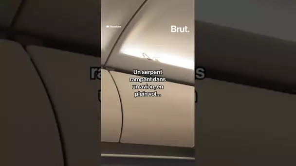 Un serpent se promène dans un avion en plein vol 😱