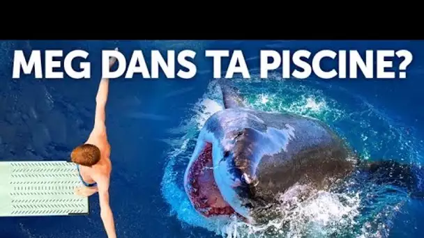 Et si le Mégaladon était dans ta Piscine et que tu tombais dans l’Eau ?